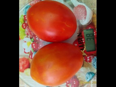 Томат Минусинские стаканы красные