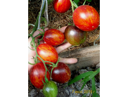 Томат Гаргамель (Gargamel)