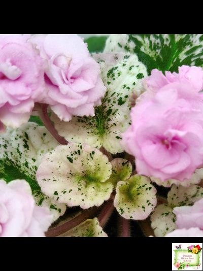 Rose Bouquet (G.T.Smith) (9028) 04/12/2001