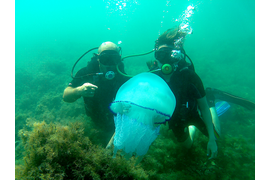 Подводная фото-видео съемка