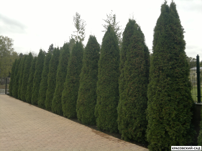Туя Колумна - Columna