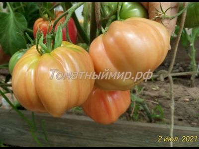 Томат Бабушкин секрет