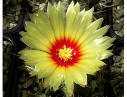 Astrophytum capricorne - 10 семян