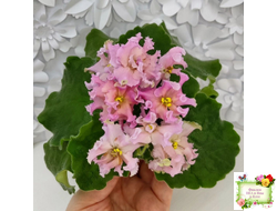 АВ-Златые Горы (Фиалковод) 2021 г.