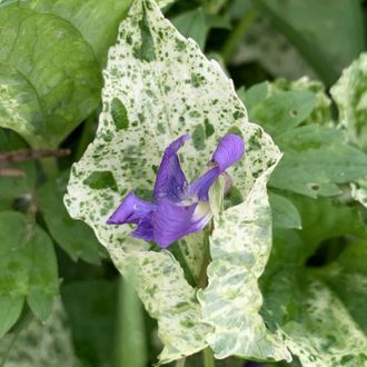 Viola odorata variegata