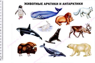 Фетр с рисунком "Животные Арктики и Антарктики"