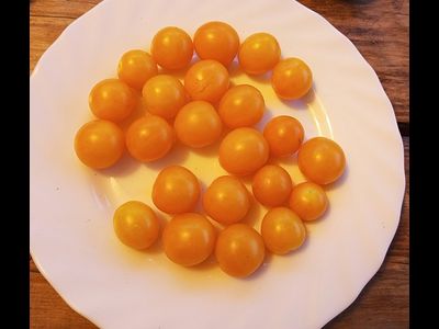 Томат Монисто янтарное