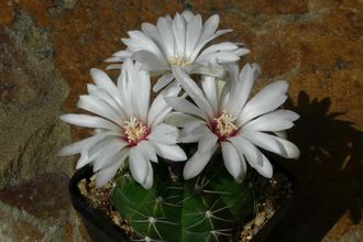 Gymnocalycium fleischerianum VoS-1258 - 5 семян