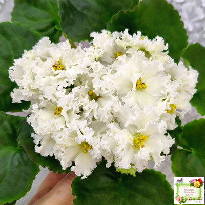 АВ-Легенда о Золотой Луне (Фиалковод) 2023 г.