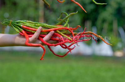 Перец острый Thunder Mountain Longhorn (Тандер Мунтан Лонгхорн), 10 шт