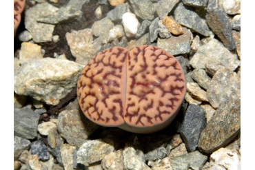 Lithops bromfieldii v.mennellii C283 pale selection
 