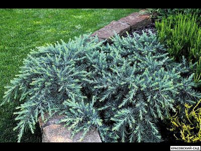 Можжевельник Блю Спайдер - Blue Spider