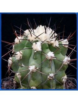 Copiapoa coquimbana IDD 1499