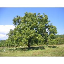 Орех грецкий, маньчжурский, саженцы