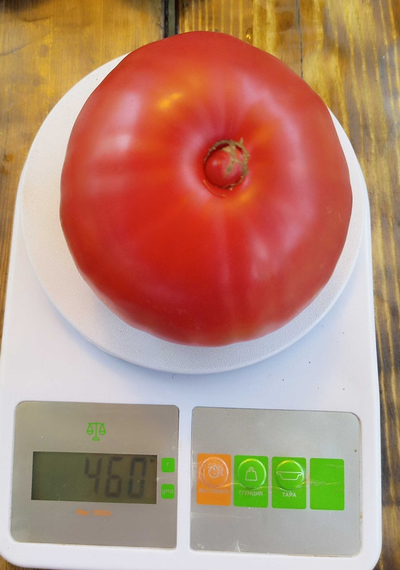 Томат Лидия Боровая