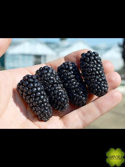 ЕЖЕВИКА "Блэк Бутте" (БЛЕК БЬЮТ) (особо крупноплодная)