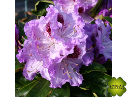 РОДОДЕНДРОН ГИБРИДНЫЙ "БЛЮ ПИТЕР" (САЖЕНЕЦ 40-50 СМ)