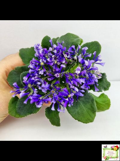 СК-Вьюнок (А.Кузнецов) (2 листа посажены в 1 стак. 24.01.26)