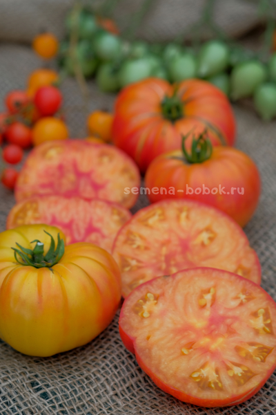 Томат Marcy’s Mystery (Тайна Марси), 10 шт