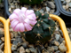 Gymnocalycium damsii ssp.evae v.boosii STO 1711 (D=20-25мм)