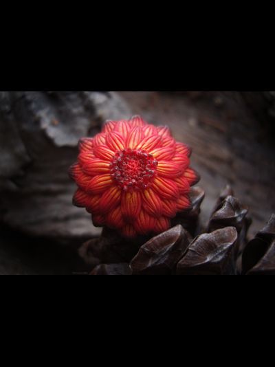 Кольцо "Цветок осеннего Солнца"