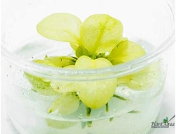 Буцефаландра Green Broad Leaf