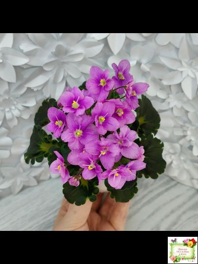 LV-Ланселот (Л. Шевелева) 2025 г. (клакамусный гёрл с кроновой пестролистностью) (стартер)