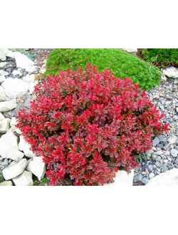 Барбарис Тунберга Admiration