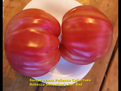 Томат Бычья сумка Ребекки Себастьян (Rebecca Sebastian's Bull Bad, США)