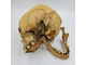 череп, человека, человеческий, скелет, зубы, кость, голова, skull, анатомия, кости, труп, черепушка