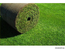 Рулонный газон Промышленный