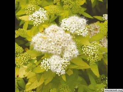 Спирея японская Мерло Голд Купить в красовский-сад.рф