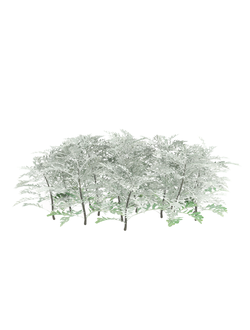 папоротники Крестовник пепельный Jacobaea Maritima 05