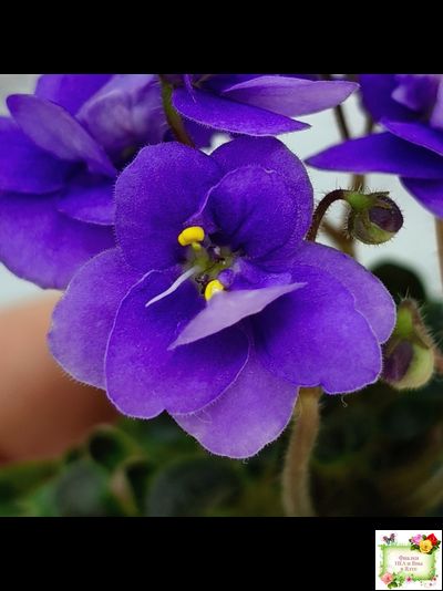 Mac&#039;s Pizza Pizzicato (G. McDonald) 01/31/2008 (гёрл-лист)