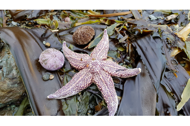 Морская звезда и водоросли