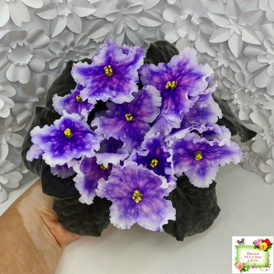 Dn-Огни Бродвея (Д. Денисенко) 2020 г.