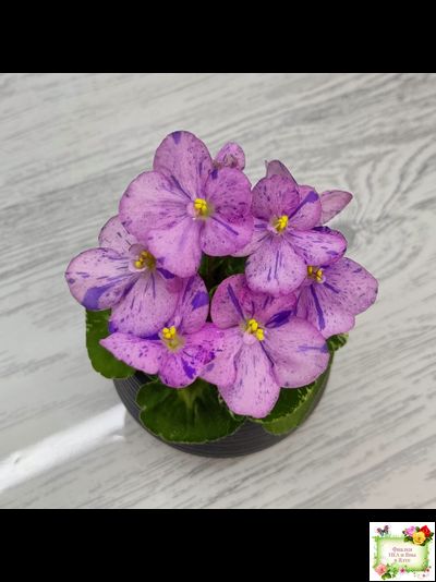 Shirl&#039;s Pip Squeak (S.Sanders) 10/14/2005 (пестролистный гёрл)