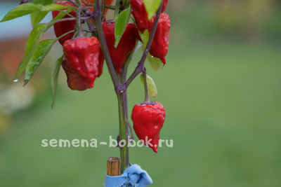 Перец острый Purple UFO, 10 шт