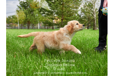 2 месяца. Девочка РОЗОВЫЙ ошейничек