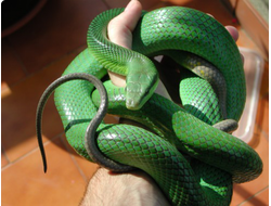 Полоз зеленый (Elaphe oxycephala, или Gonyosoma oxycephala)