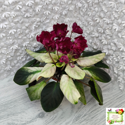 ЕК-Лампа Желаний (Е. Коршунова) 2021 г.