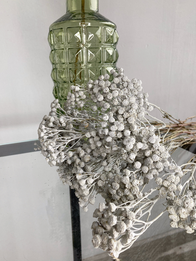 Пижма серая