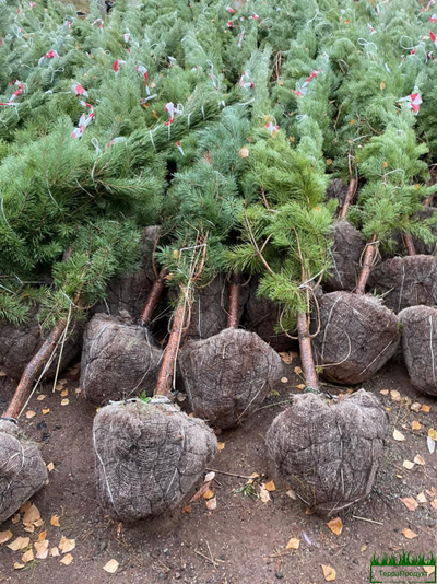 setka-dlya-koma-d450-kupit-v-nizhnem-novgorode-nedorogo