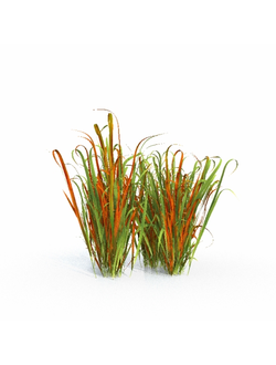 трава Императа цилиндрическая rubra 01 03