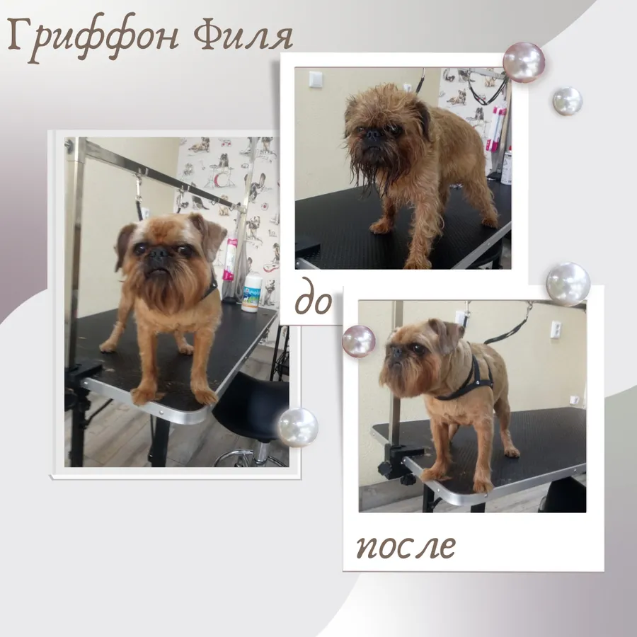 Гриффон ФИЛЯ
