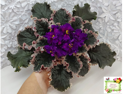 ВаТ-Тип-Топ (Т. Валькова) 2015 г.