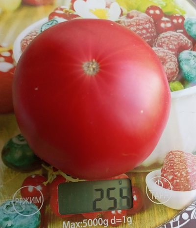Томат Бренди розовый