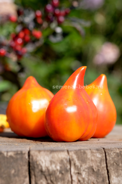 Томат Волшебные Шляпки тётушки Гретель