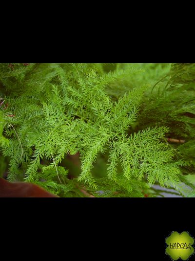 СПАРЖА (АСПАРАГУС) "ЦАРСКАЯ" (съедобная и красивая)