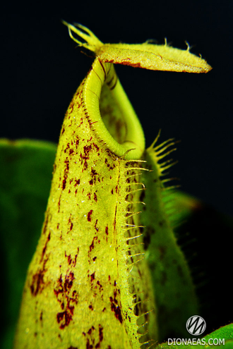 Непентес Хукериана | Nepenthes Hookeriana